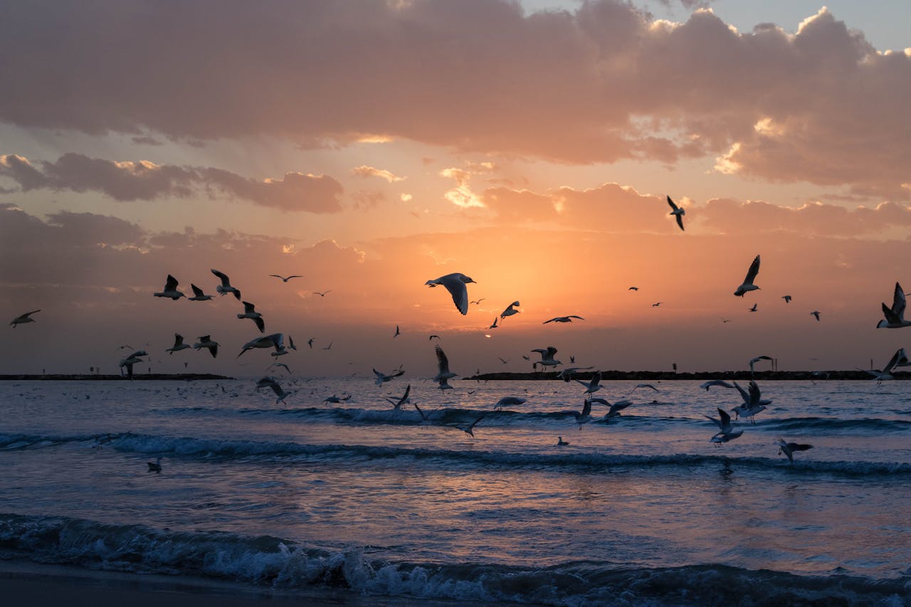 A scenic view of seagulls flying over the Mediterranean Sea at sunset in Tel Aviv, Israel.